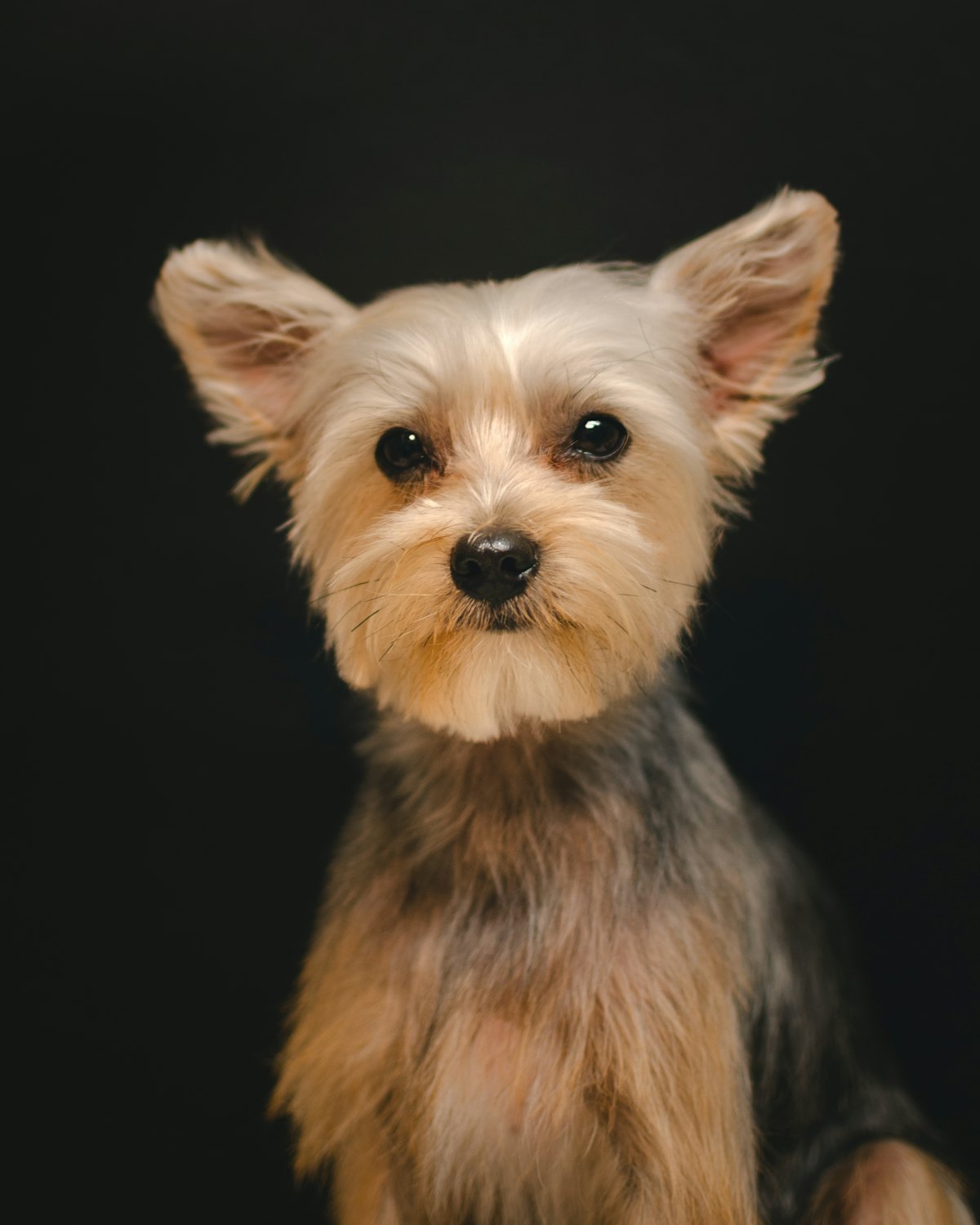 Yorkshire Terrier puppy looking at the camera