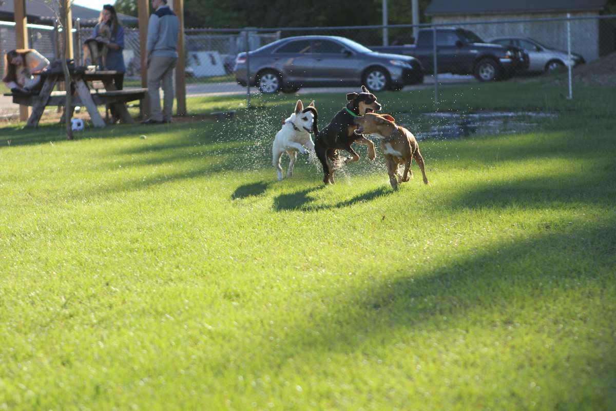 A group of dogs playing together on the grass