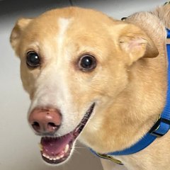 Bobo, a tan indie grinning in a blue harness