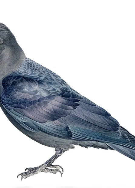 鳥 河野修宏illustrationfile 鳥 河野修宏illustrationfile