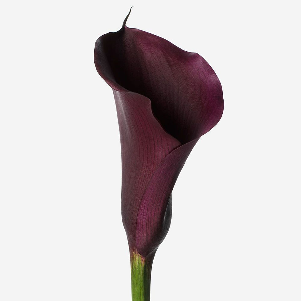 Masculine Flower Colors