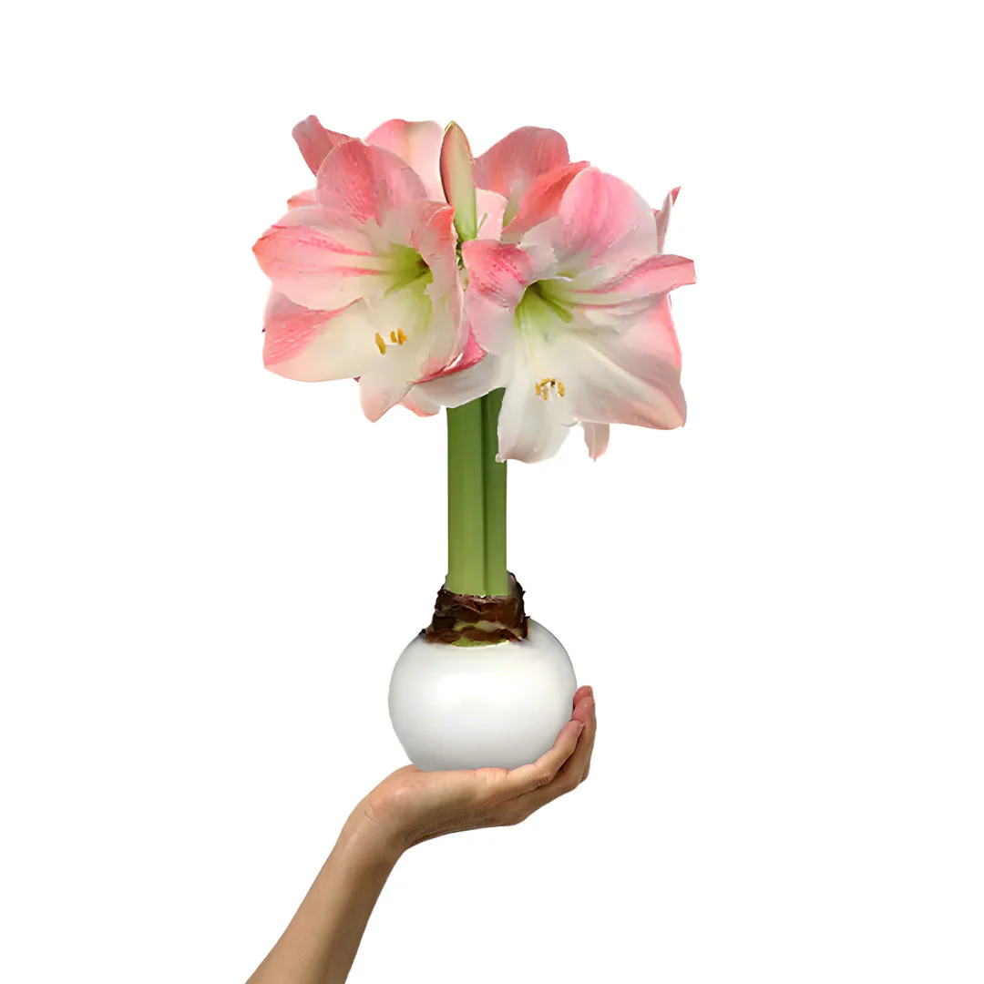 Women's Stocking Stuffer Gift Guide Low Maintenance Flower