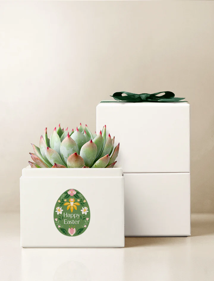 Succulent Gift Easter Gifts for Adults