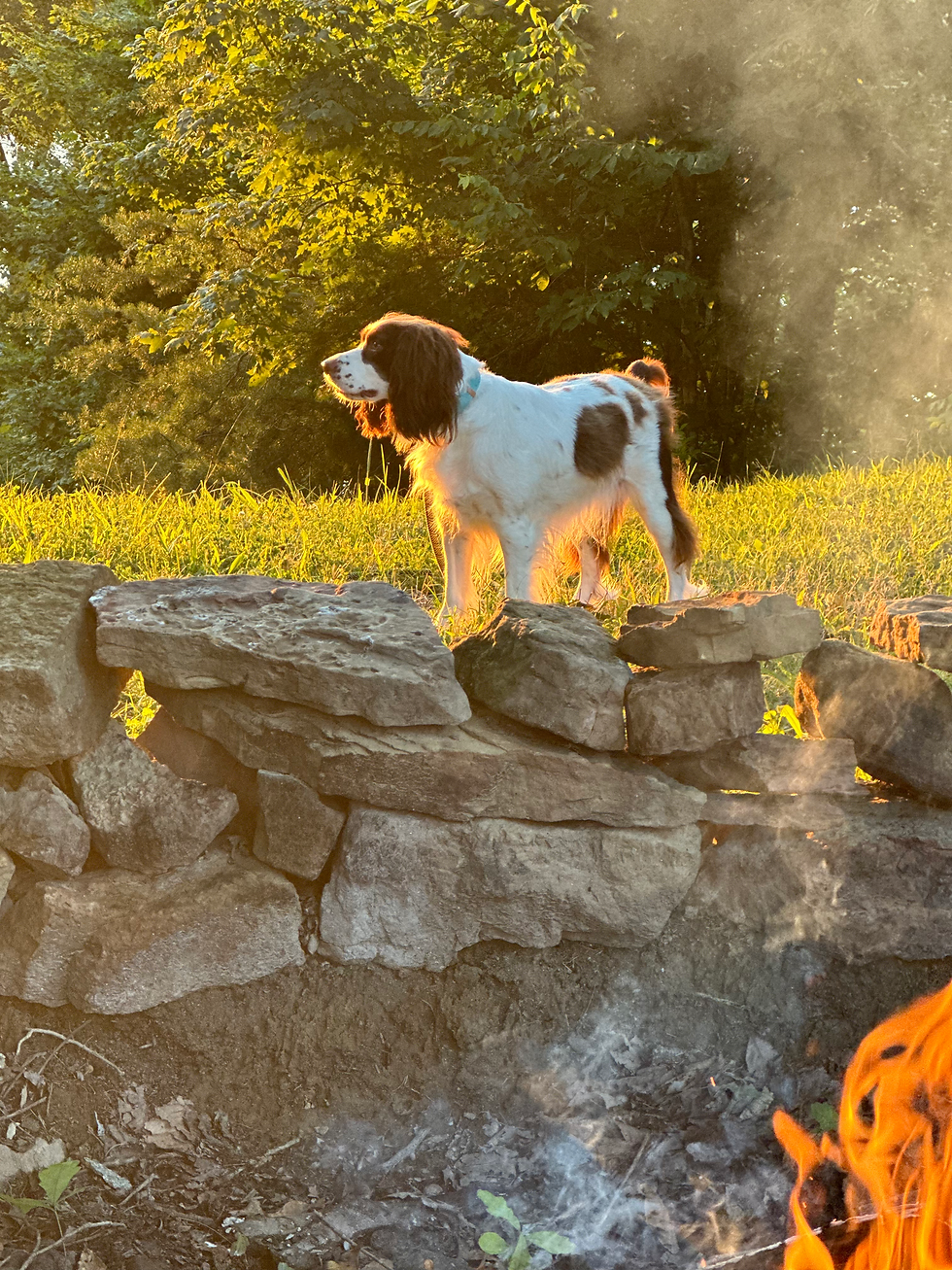 The pups love being at the lake- we all like campfires and laid back living!