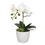Thumbnail: Potted Single Stem White Phalaenopsis Orchid With Decorative Pot