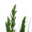 Thumbnail: Flowering Native Grass 120cm