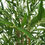 Thumbnail: Artificial Bamboo Natural Trunk (Real Touch Leaves) 180cm