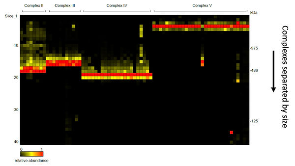 Complexome.jpg
