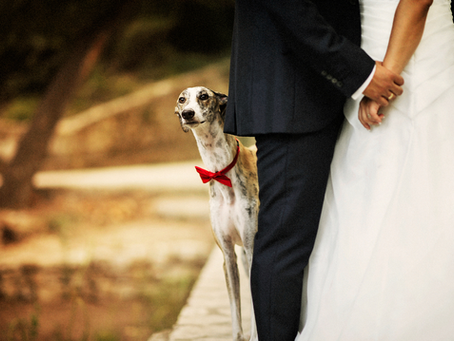 Can I Bring My Dog to My Wedding?