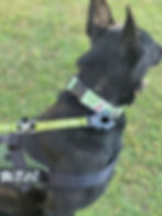 Thumbnail: WANDER DOG Limited Edition Collar 50mm