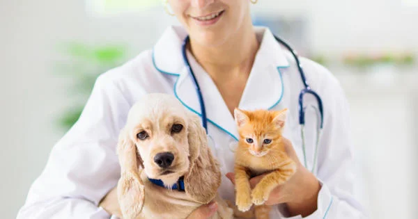 purina-consulta-veterinaria-para-mascotas-lo-que-debes-saber.webp