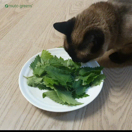 뮤토 캣닙 먹방_1.gif