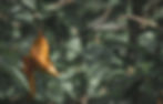Wald, Kunst, Elfen, Liebe, Natur