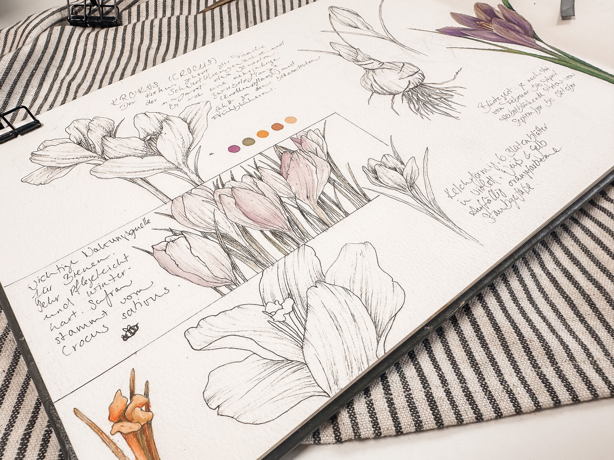 Blumenstudien | zwischen Linie und Blüte