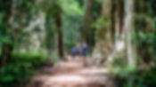 Bunya Mountains Walking.jpg