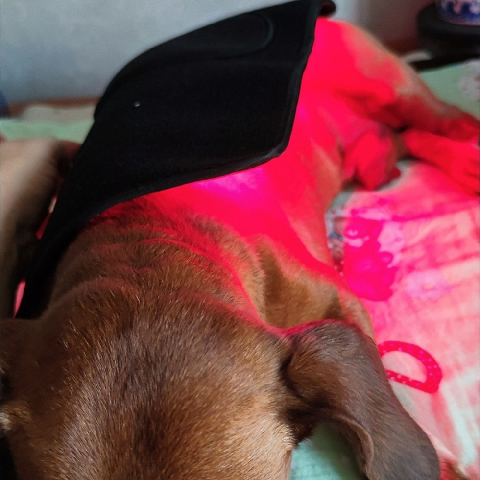 Miniatura: Cinto de Fototerapia com Luz Vermelha para Pets — Alívio de Dores e Recuperação