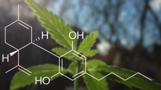 CBD - Cannabidiol