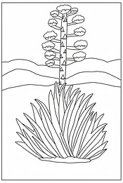 agave coloring page.jpg