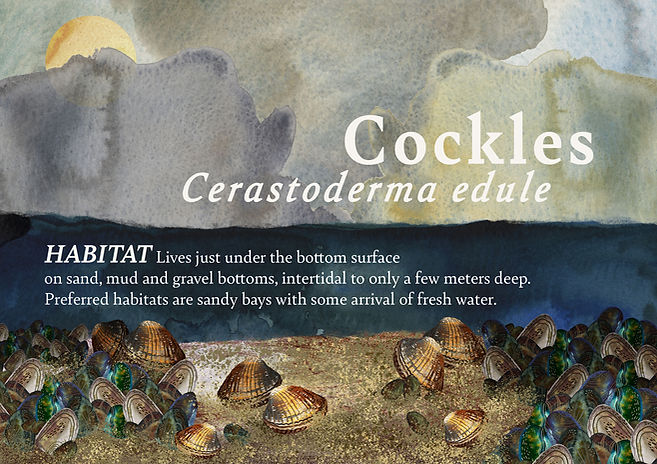 cockles_front.jpeg