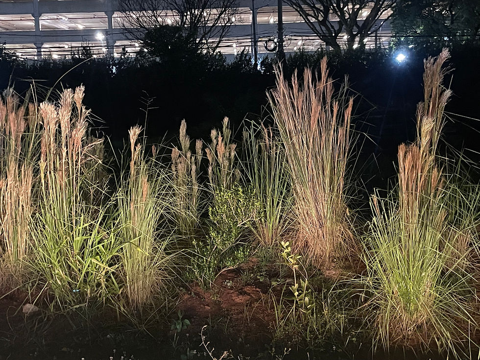 Paisagismo noturno