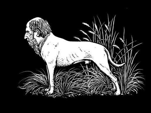 Capim-rabo-de-burro e etc.