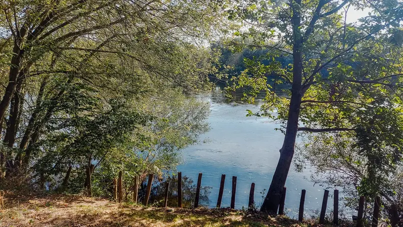 Rivierzicht door bomen en houten paaltjes langs de oever
