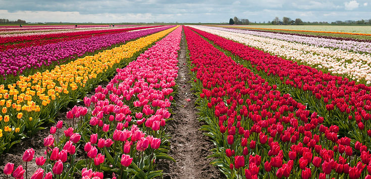 Fresh flowers in a flower field.jpg