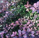 Medicine demonstrated by natural growth photo