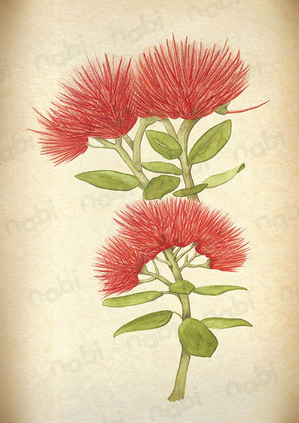 Pohutukawa