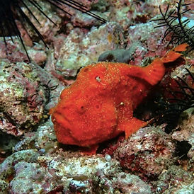 Untitled design (5).jpg