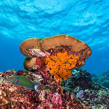 Oceaon - Square Posts - 2025-10-02T124300.998.jpg