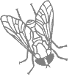 mosca2.gif