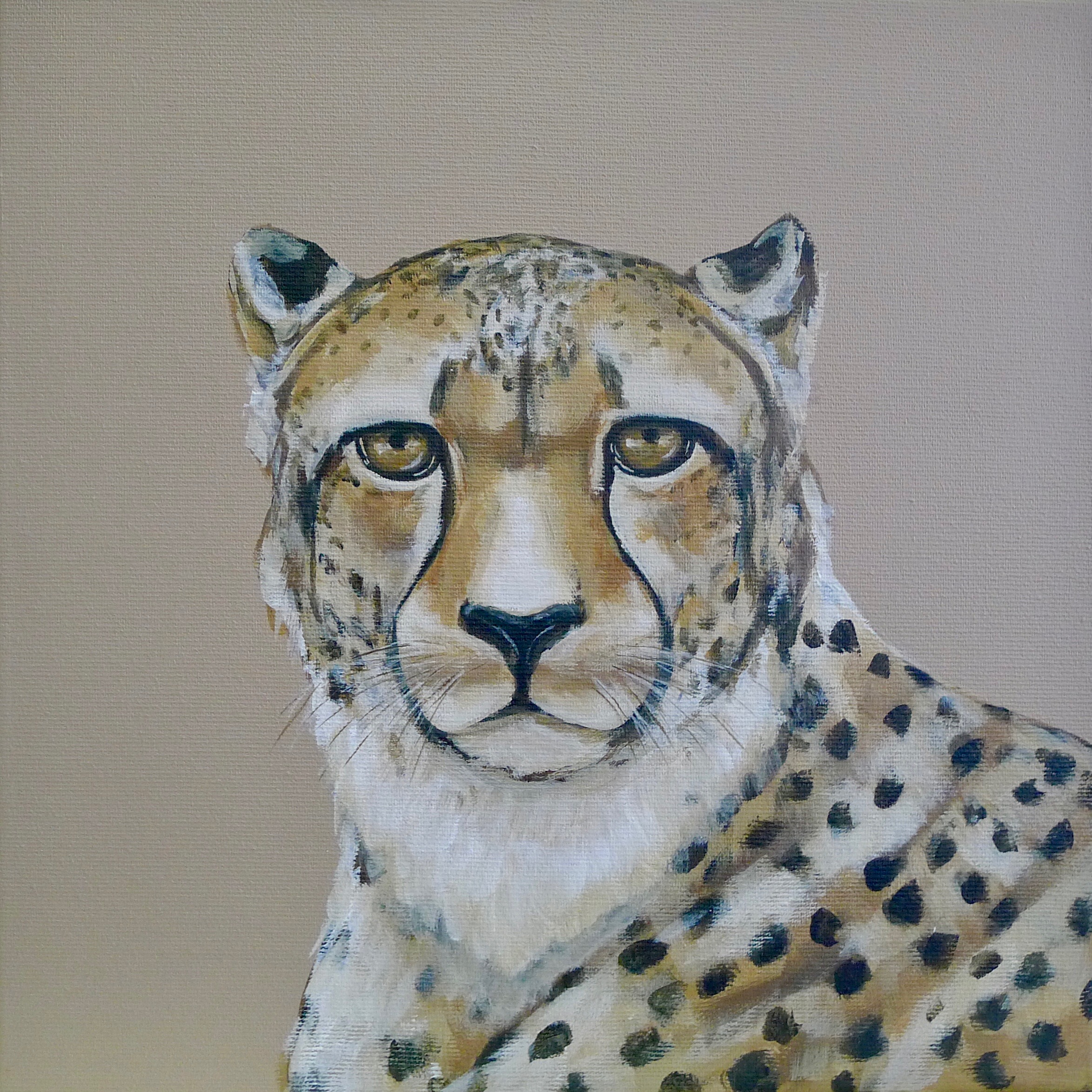 The Cheetah