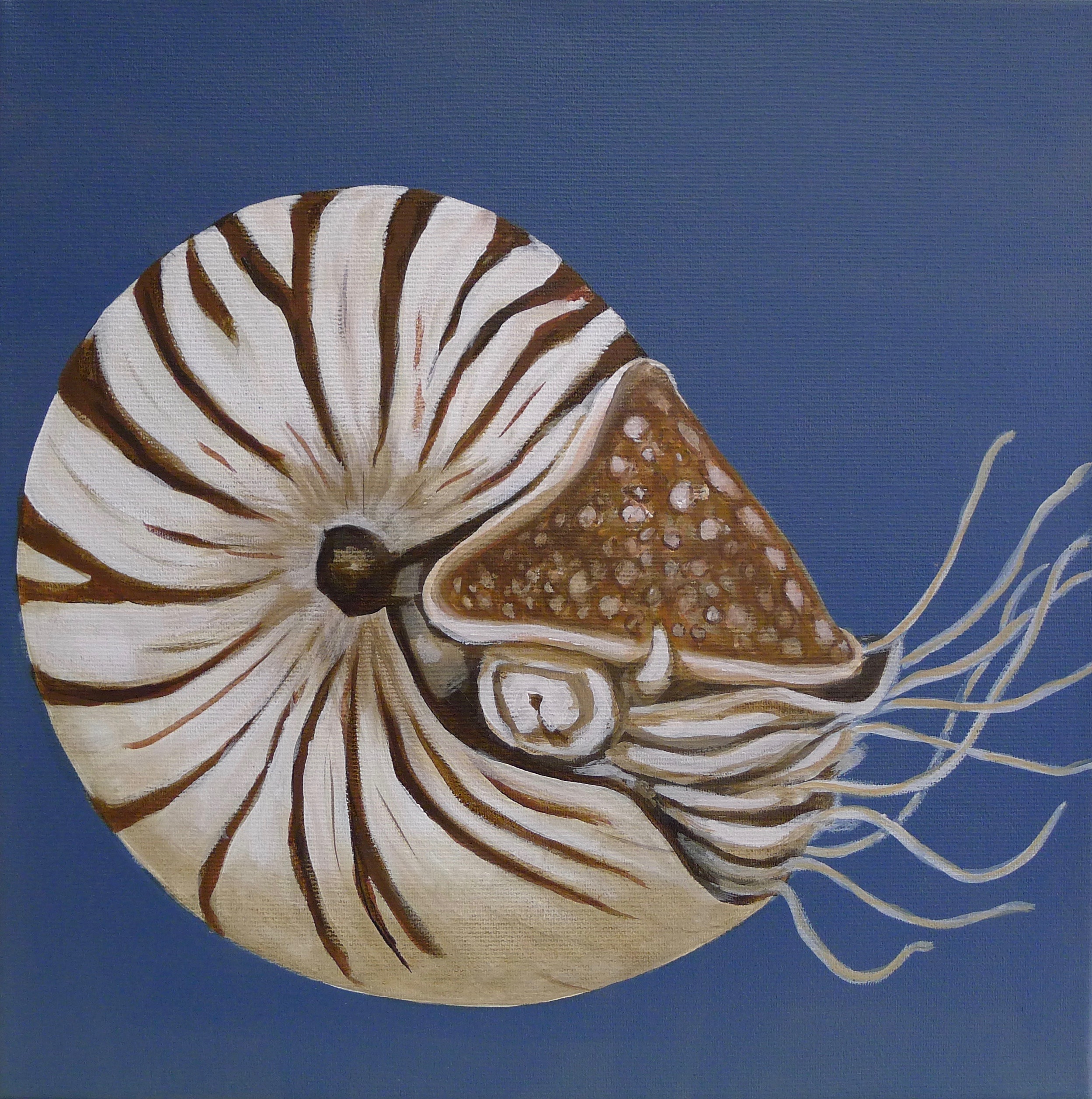The Nautilus