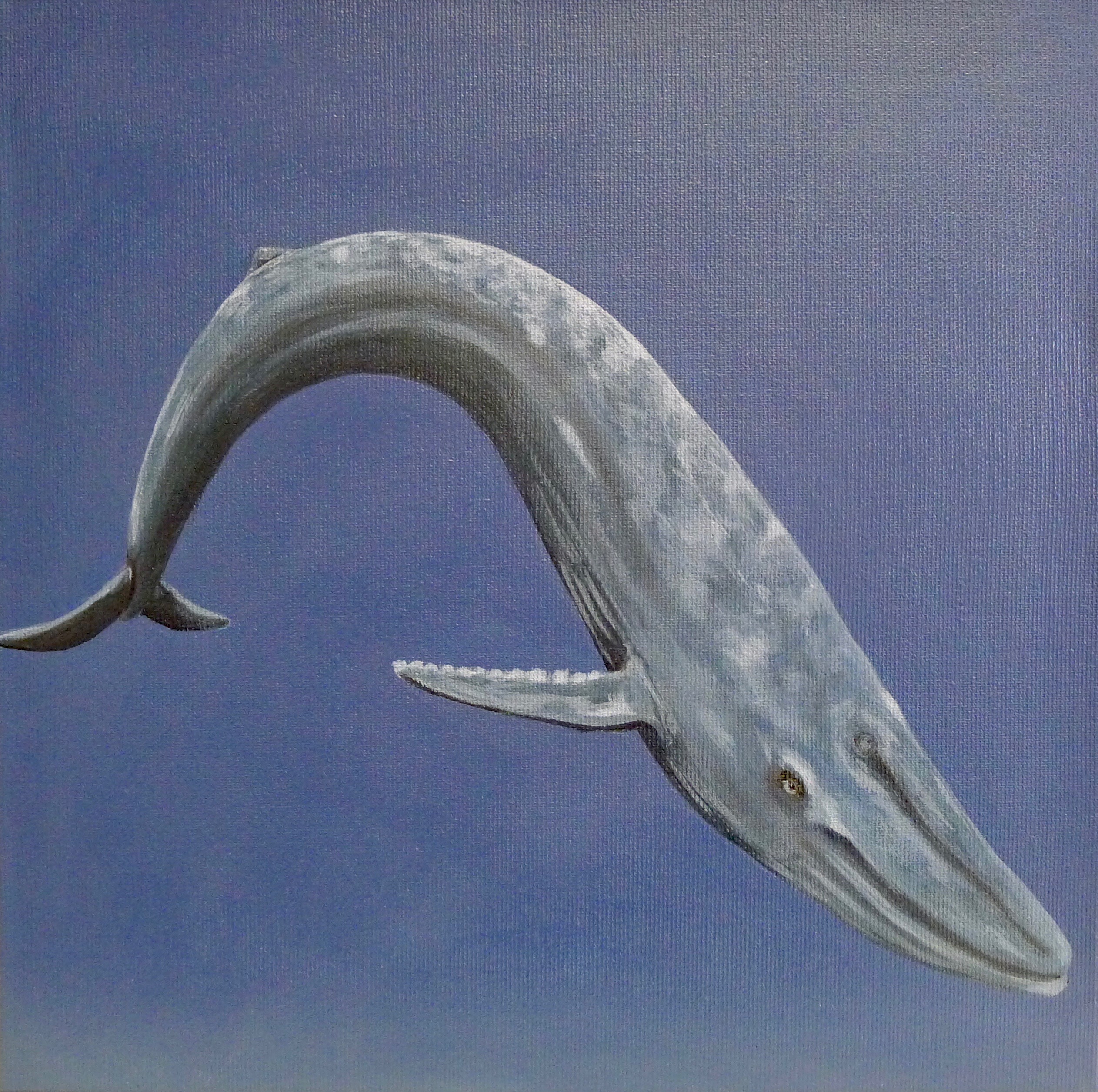 The Bluewhale