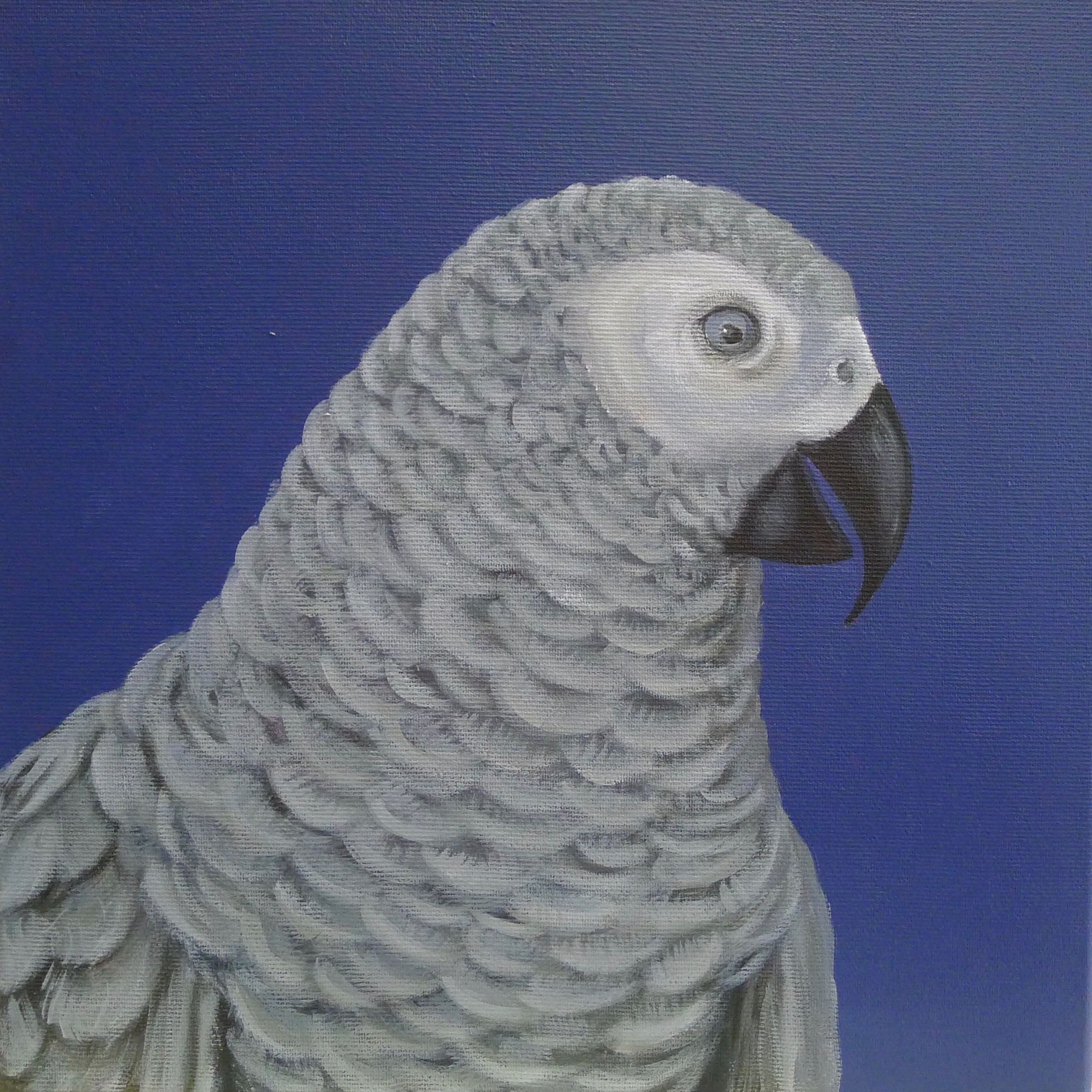 The Grey Parrot
