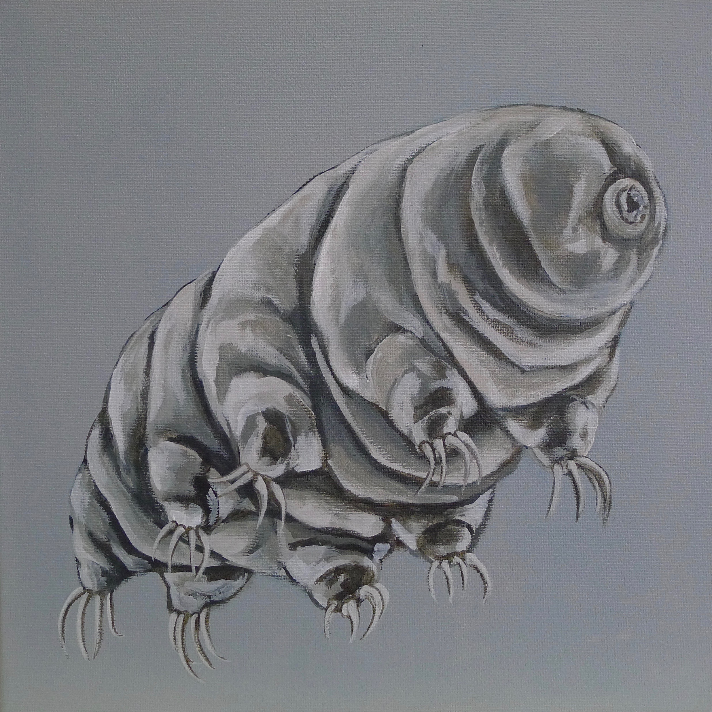 The Tardigrade