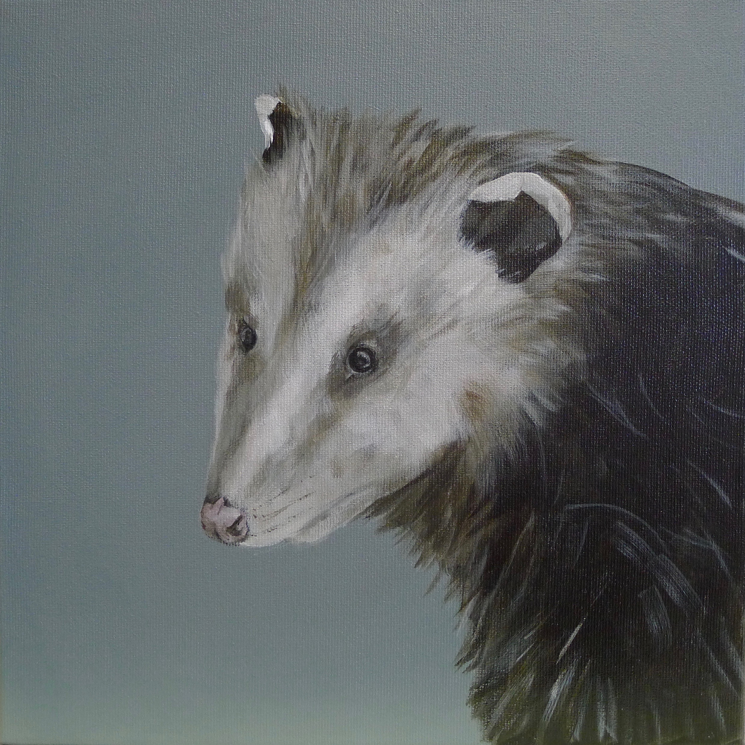 The Opossum