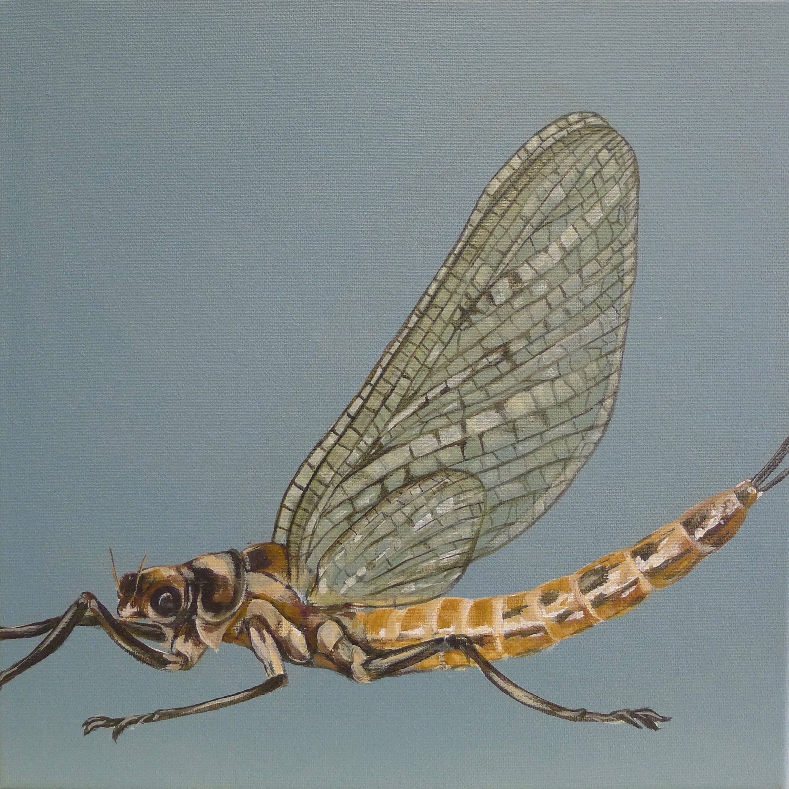 The Mayfly