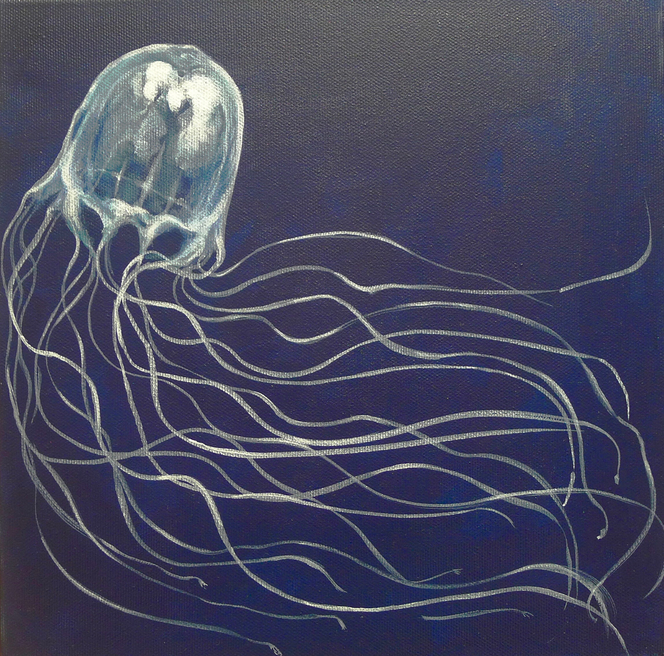 The Box Jellyfish