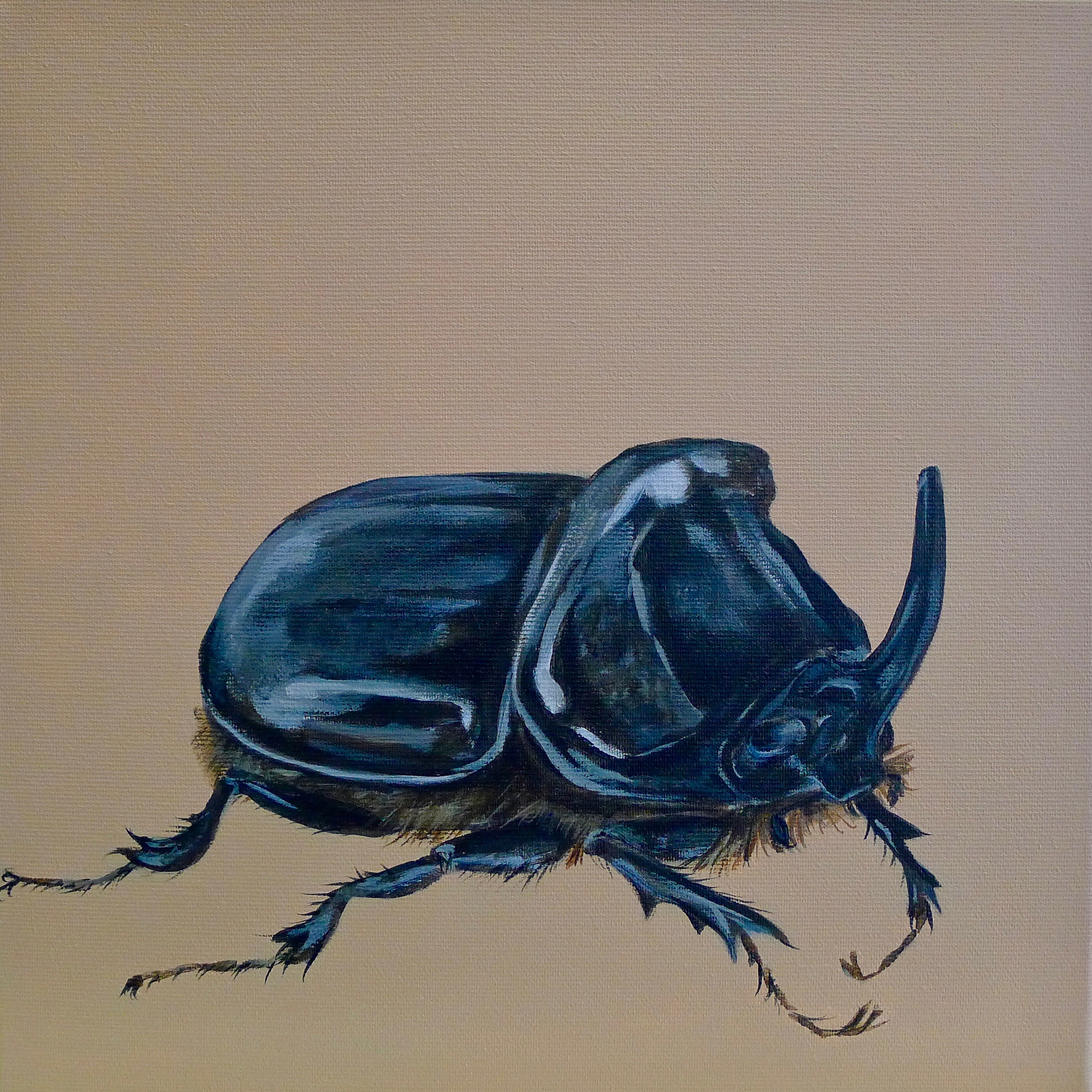The Rhinoceros Beetle
