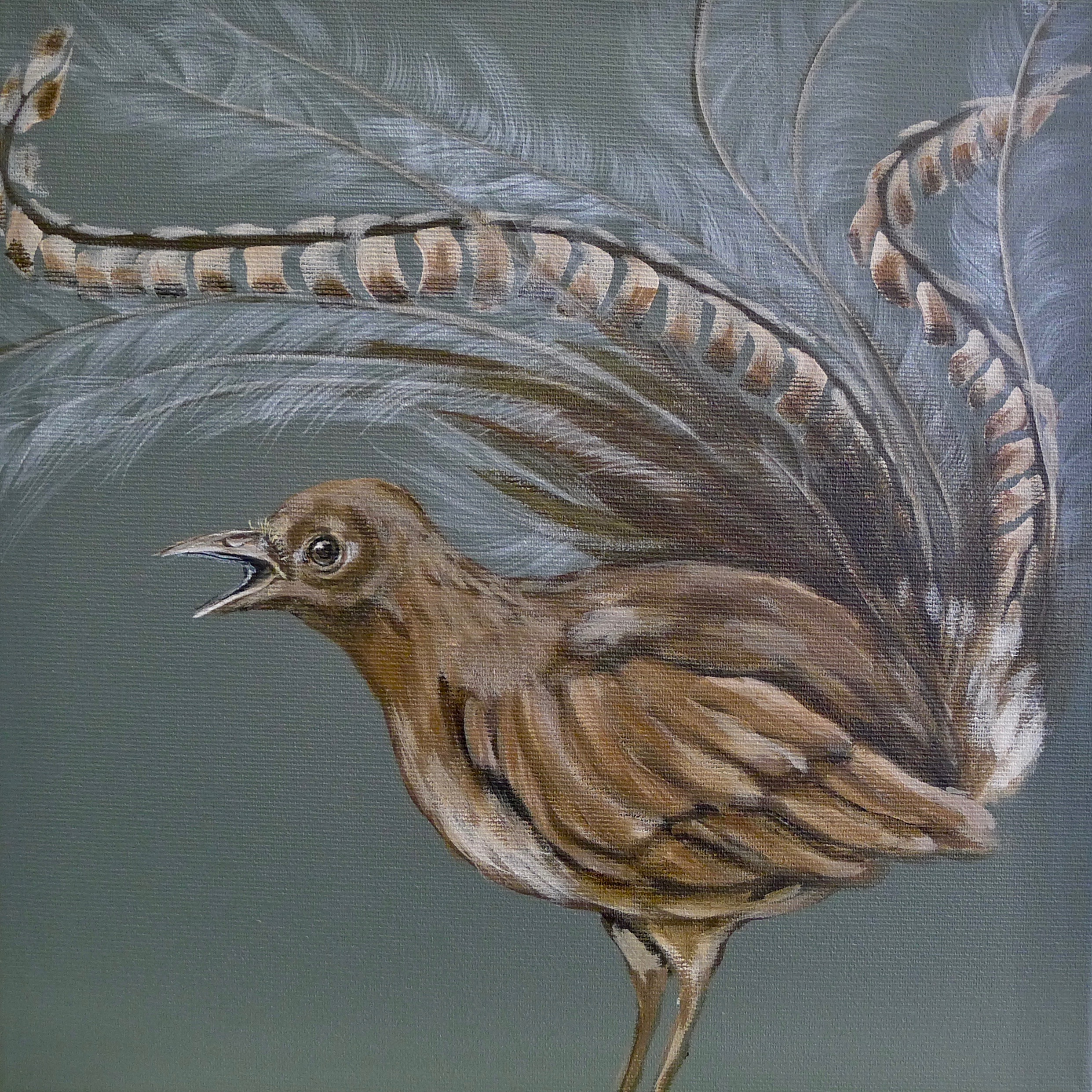 The Lyre Bird