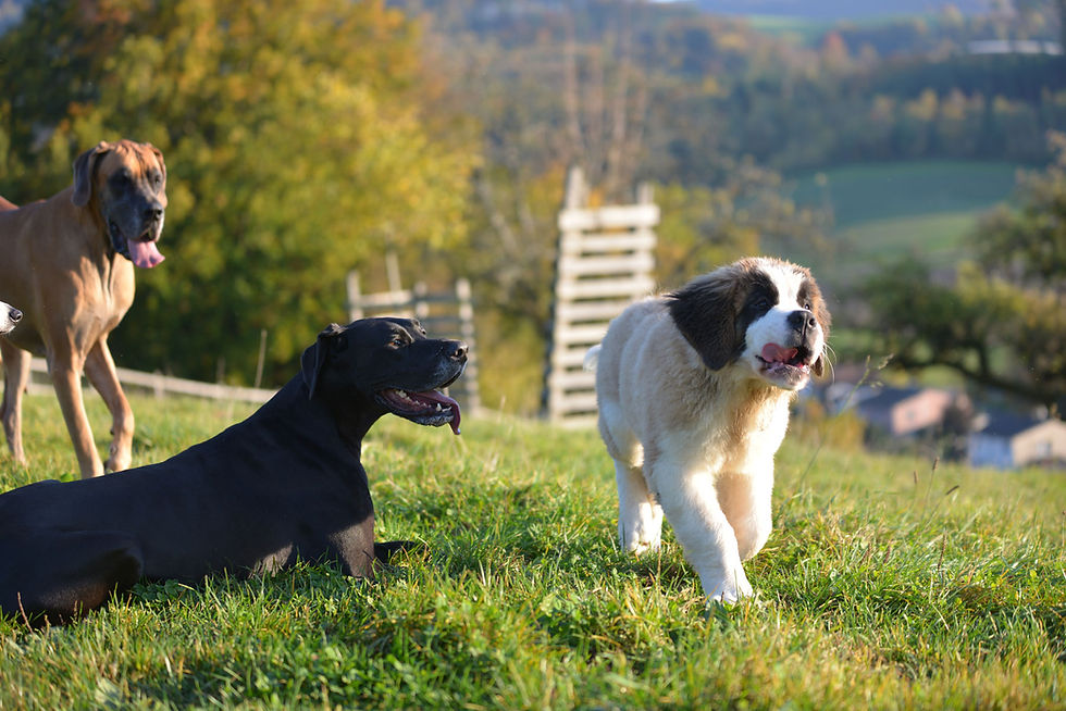 Hunde