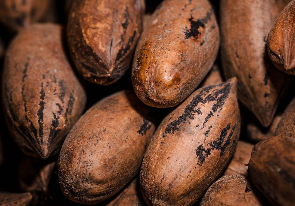 cacaoyer au chocolat