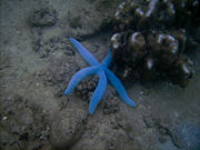 Blue Sea Star (Linckia laevigata) Borneo