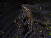 Nile Crocodile (Crocodylus niloticus) Chief's Island Moremi game reserve Okavango Delta Botswana