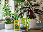 Plant food house plants