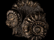 Pyritized ammonite