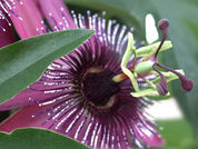 Passion Flower
Passiflre quadrangularis