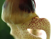 Orchid
Stanhopea confusa